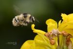 La abeja y el lirio.jpg